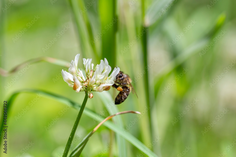 The bee (Apis mellifera) works on the flower white clover (Trifolium repens). Bee at the clover. Closeup of bee at work on white clover flower collecting pollen. The bee (Apis mellifera) works on the flower white clover (Trifolium repens). Bee at the clover. Closeup of bee at work on white clover flower collecting pollen.