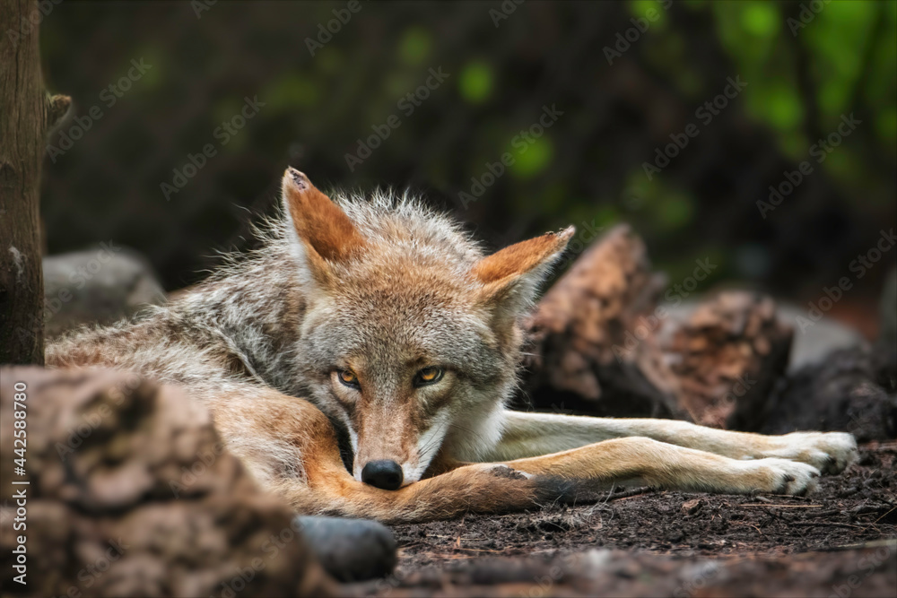Coyote in the zoo Coyote in the zoo