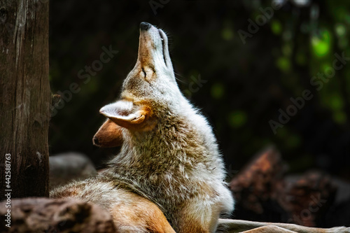 Howling coyote