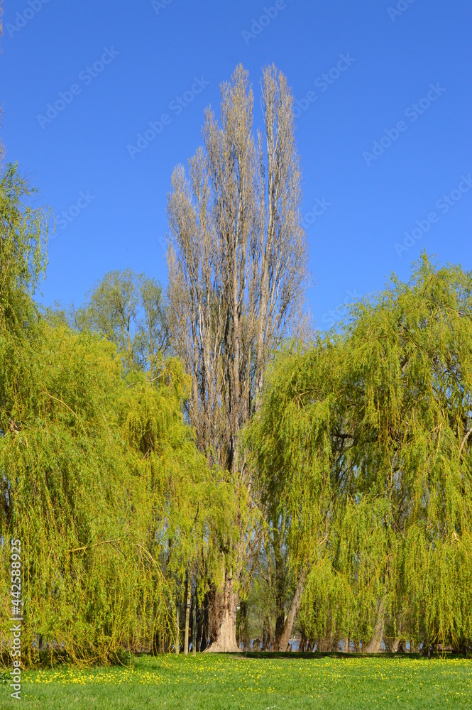 Fototapeta premium herbst, baum, wald, landschaft, natur, himmel, baum, fall, gras, gelb, green, feld, birches, jahreszeit