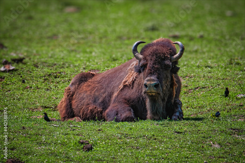 Bison resting in the meadow