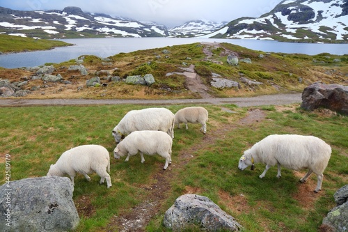 Livestock in Norway - grazing sheep