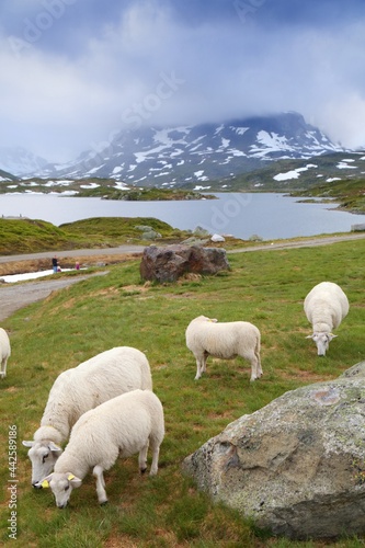 Sheep herd in Norway