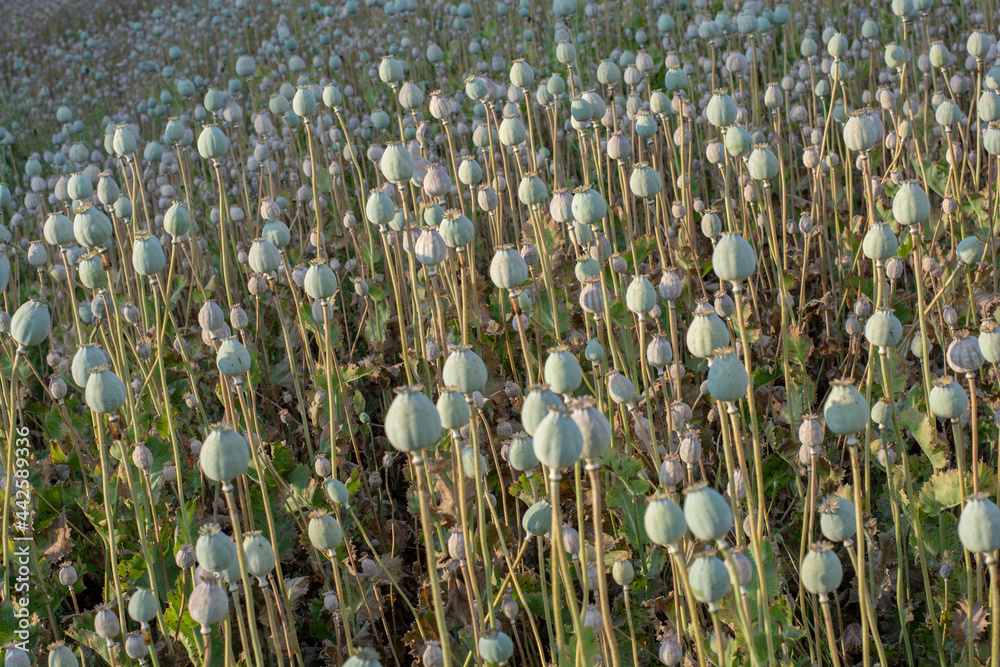 Obraz premium Poppy (Papaver somniferum) seed heads in the summer. The plant is also known as Breadseed or Opium poppy.