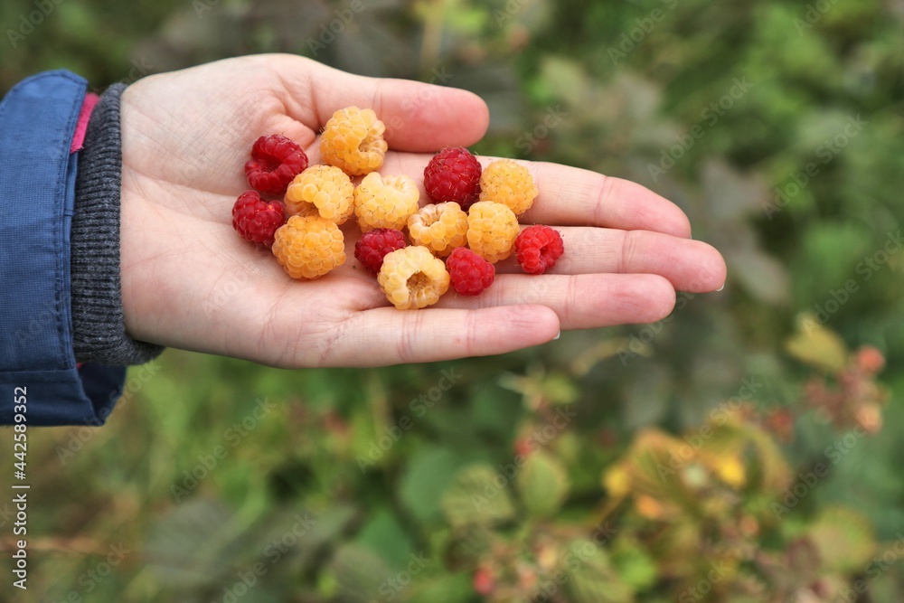 Norway summer berries - raspberries Norway summer berries - raspberries