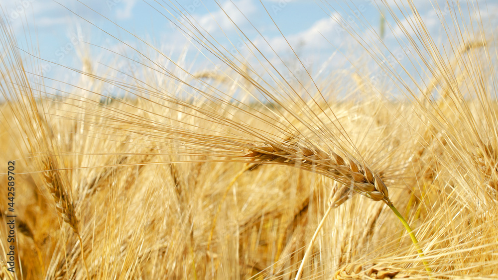 Barley field against the blue sky. Ears of golden barley, close-up. Wheat field. Rural landscape in bright sunlight. Background of ripening ears of wheat field and sunlight. Wheat ready for harvest. Barley field against the blue sky. Ears of golden barley, close-up. Wheat field. Rural landscape in bright sunlight. Background of ripening ears of wheat field and sunlight. Wheat ready for harvest.