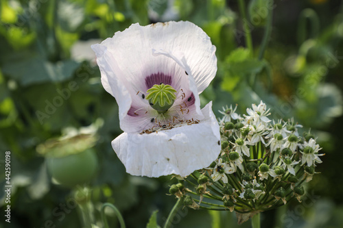 Weißer Mohn
