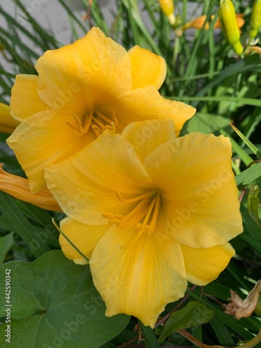 yellow flower in the garden © Sandra