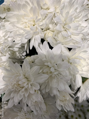 white chrysanthemum flowers © Sandra