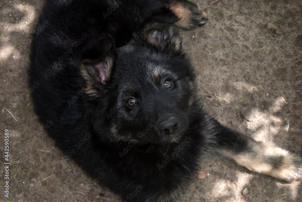 German shepherd puppy looking up. Little cute puppy looks at its owner 