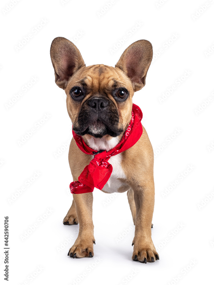 Cute young fawn French Bulldog youngster, standing facing front wearing red farner scarf around neck. Looking towards camera. Isolated on white background.