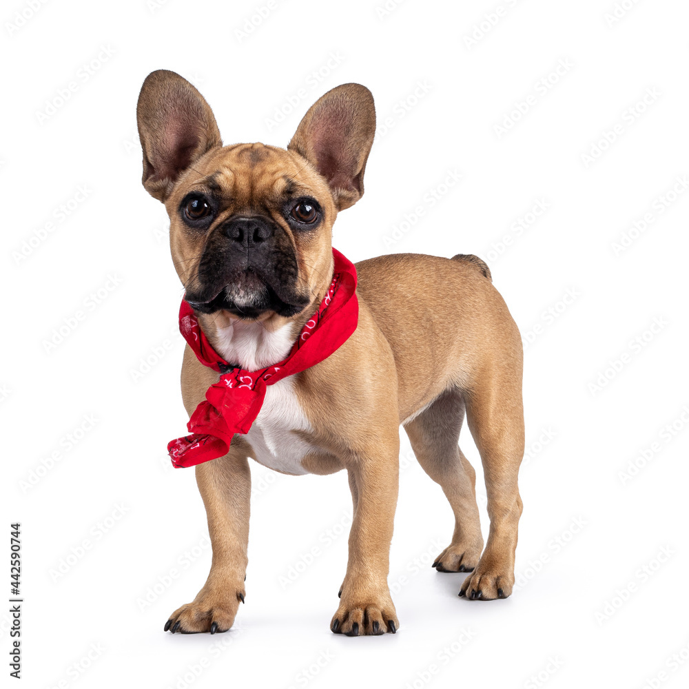 Cute young fawn French Bulldog youngster, standing side ways wearing red farner scarf around neck. Looking towards camera. Isolated on white background.