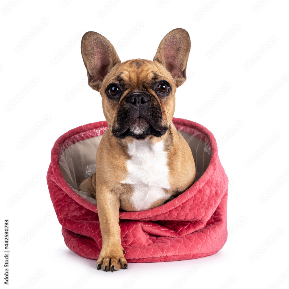 Fototapeta premium Cute young fawn French Bulldog youngster, stepping out of pink velvet basket. Looking towards camera. Isolated on white background.