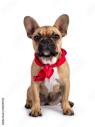 Cute young fawn French Bulldog youngster, sitting facing front wearing red farner scarf around neck. Looking towards camera. Isolated on white background.