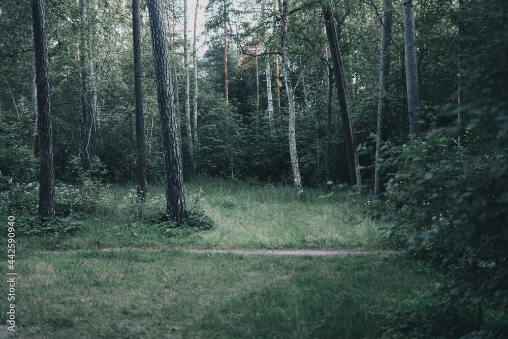 Fototapeta premium path in the woods