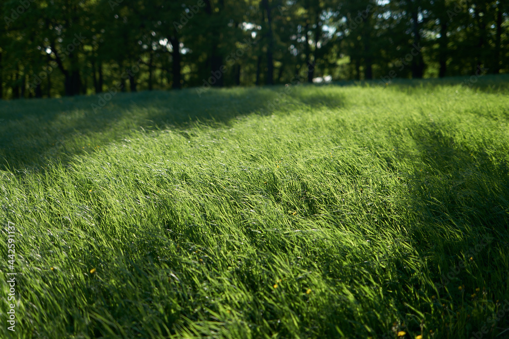 green grass in the park green grass in the park