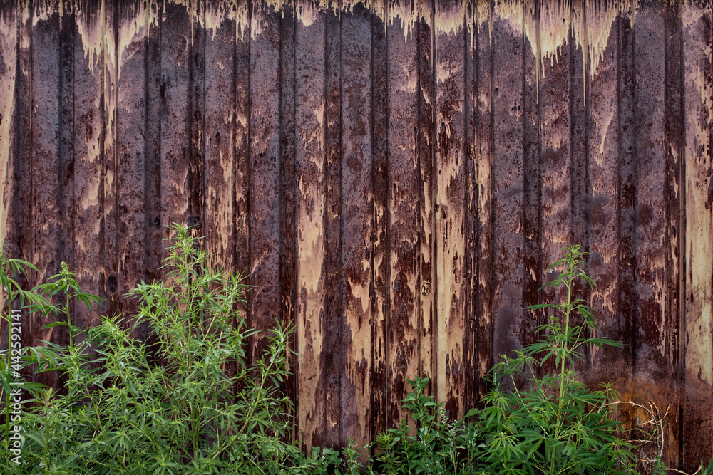 Stalks of cannabis plant on the grunge background in summer.