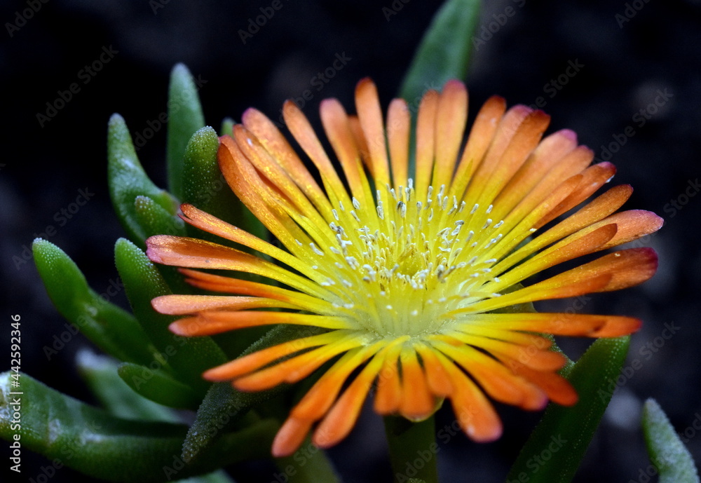 Orange Blüte einer Mittagsblume