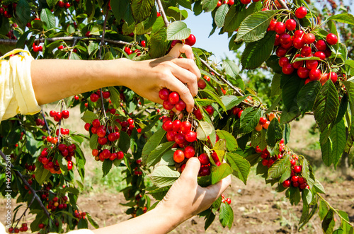 girl collects ripe cherries from a tree branch on a clear day photo