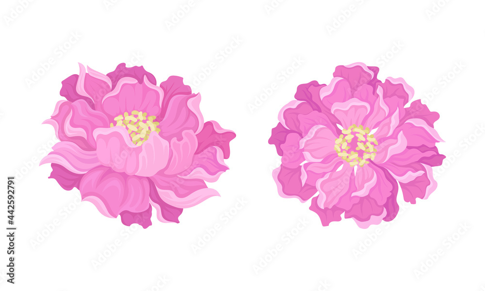 Peony Open Flower Bud with Showy Pink Petals and Stamens Vector Set