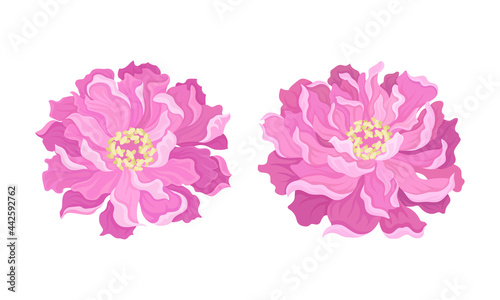 Peony Open Flower Bud with Showy Pink Petals and Stamens Vector Set