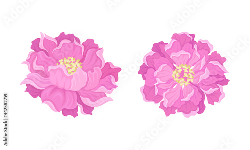 Peony Open Flower Bud with Showy Pink Petals and Stamens Vector Set