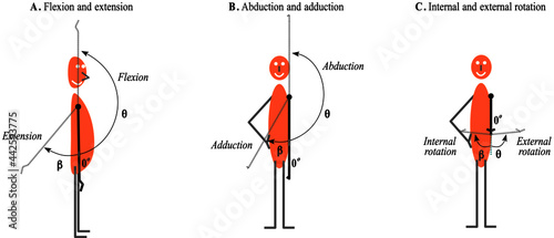 Foto Shoulder movement: flexion, extension, abduction, adduction,  external rotation