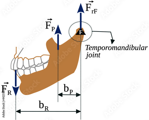 The mandibular lever: Combined bone and muscle action during mastication