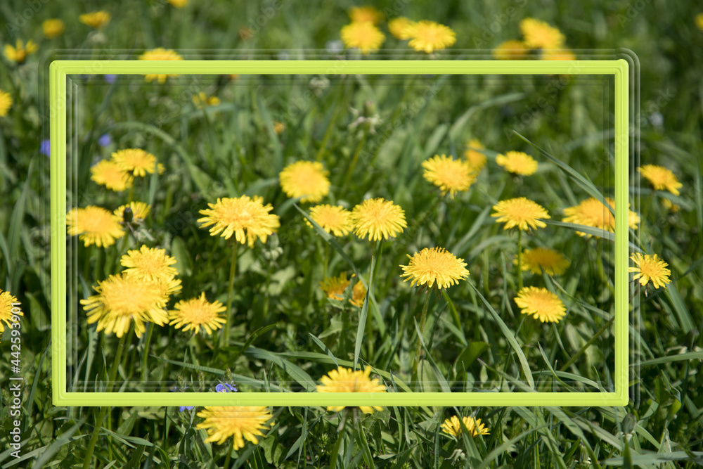 Obraz premium a frame with dandelion flowers. Copy Space