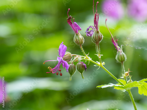 Geranium macrorrhizum - Bulgarian geranium photo
