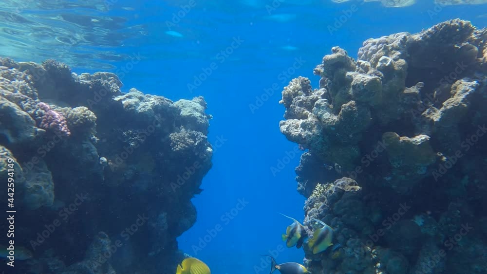 Sailing through a rift in a coral reef in morning sunrays. Sun rays in beautiful underwater canyon in the Red Sea. Underwater life in the ocean. Camera moving forwards Sailing through a rift in a coral reef in morning sunrays. Sun rays in beautiful underwater canyon in the Red Sea. Underwater life in the ocean. Camera moving forwards