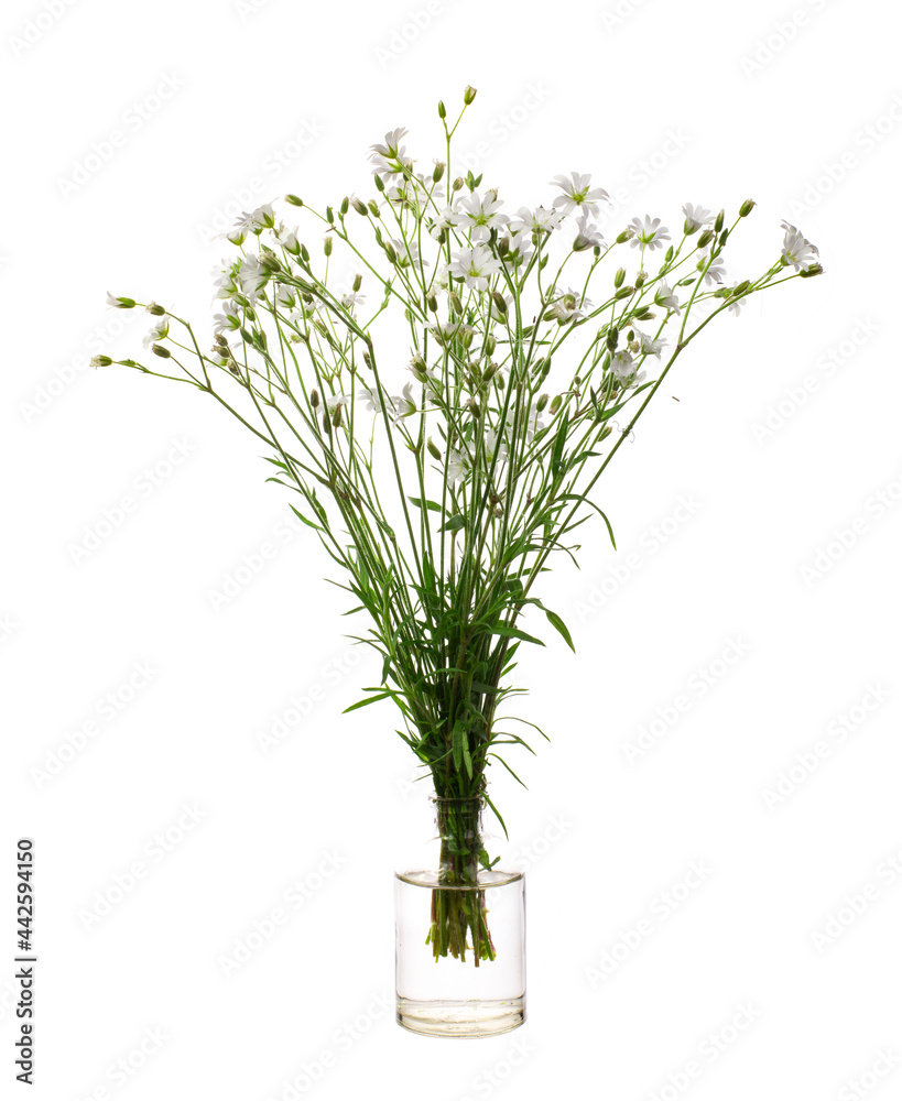 Cerastium cerastoides (mountain chickweed or starwort mouse-ear) in a glass vessel on a white background Cerastium cerastoides (mountain chickweed or starwort mouse-ear) in a glass vessel on a white background