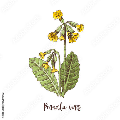 Branch of Primula veris. Medicinal herb photo