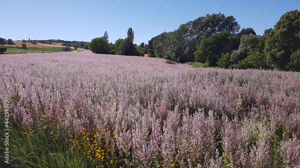 Provence Provence