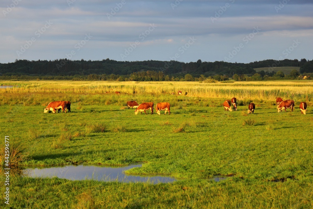 Cows grazing in the meadow at sunset Cows grazing in the meadow at sunset