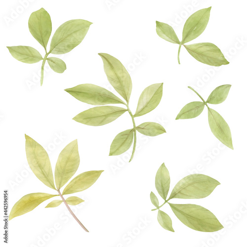 Set of watercolor leaves isolate on a white background. Gently green leaves painted with watercolor.