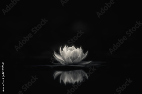 Fototapeta Naklejka Na Ścianę i Meble -  white lotus flower on black background