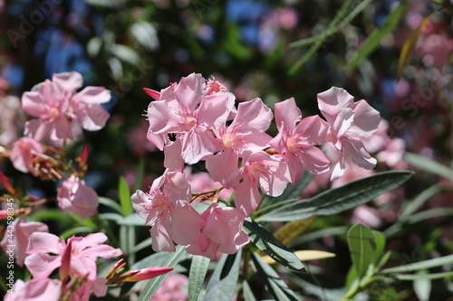 pink and white flowers