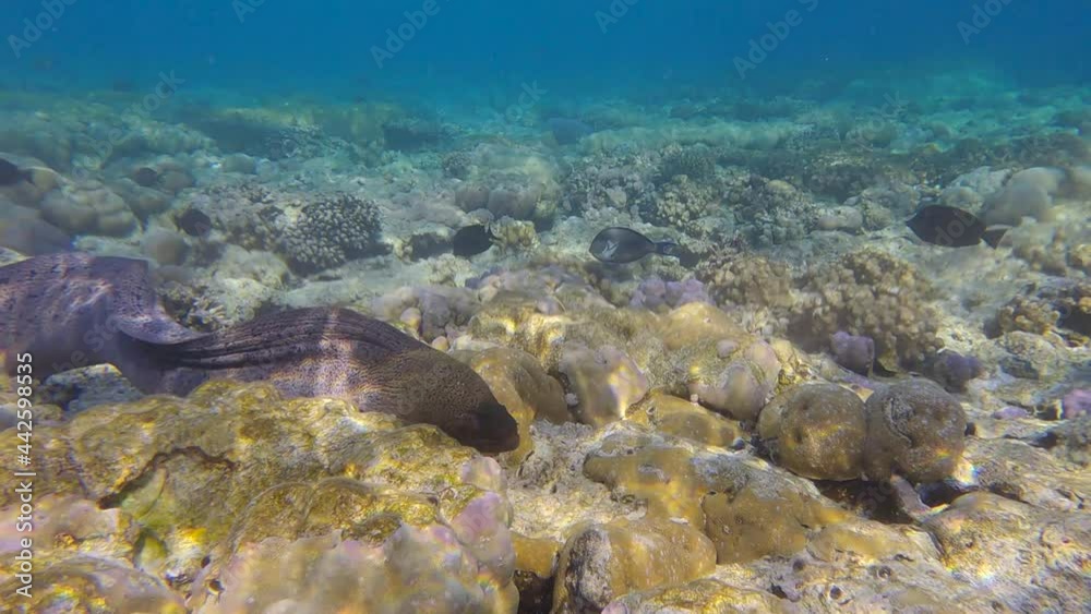 Moray eel swims near coral reef in the morning sunrays. Giant moray (Gymnothorax javanicus) Slow motion Moray eel swims near coral reef in the morning sunrays. Giant moray (Gymnothorax javanicus) Slow motion