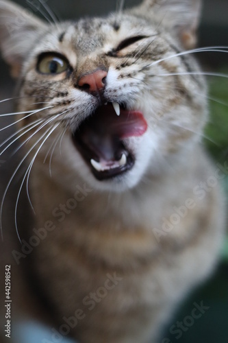 portrait of a cat
