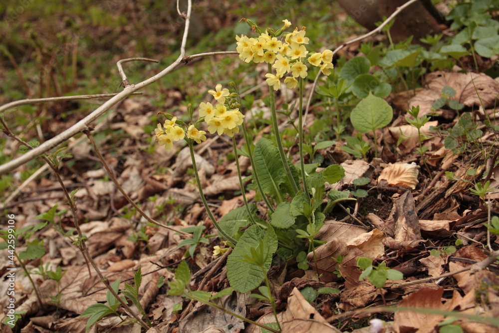 Primula elatior, Pierwiosnek wyniosły, oxlip