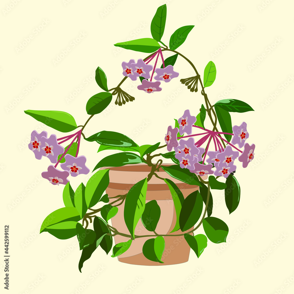 Hoya indoor plant in a ceramic pot