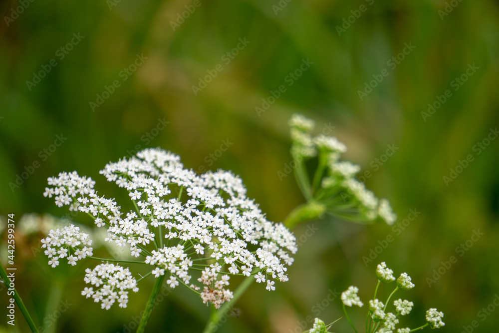 Little grass stem close-up. Beautiful nature background. Shallow depth of field. Little grass stem close-up. Beautiful nature background. Shallow depth of field.