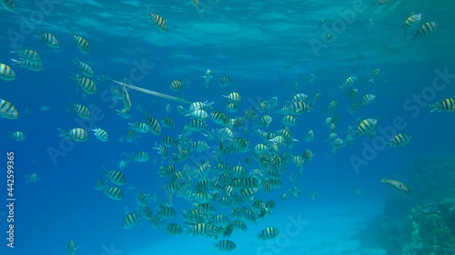 Shoal of Sergeant and Cornetfish swims on the blue water. School of Indo-Pacific sergeant (Abudefduf vaigiensis) and Bluespotted Cornetfish (Fistularia commersonii). Slow motion photo