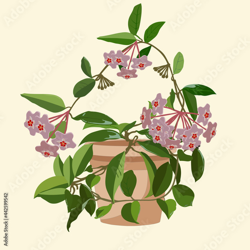 Hoya indoor plant in a ceramic pot photo