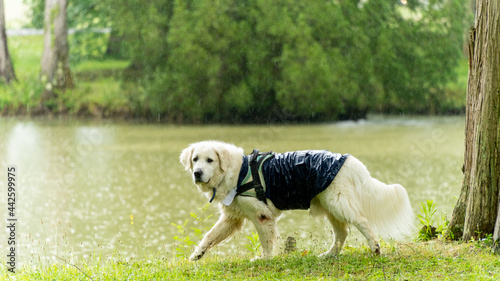 Magnificent mountain dog of the Pyrenees, at the edge of a lake in the rain