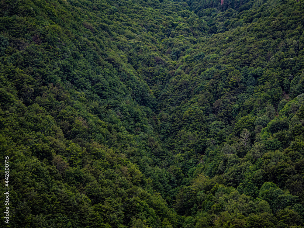 Aerial view of a green mountain forest