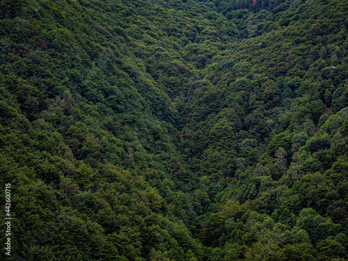 Aerial view of a green mountain forest © Restuccia Giancarlo