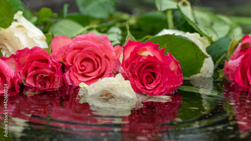 Bouquet of roses, white and pink in a puddle, close-up