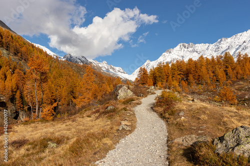Colorful autumn or fall seasononal hiking background.Gravel Path leading towards orange larch forest with snow mountains behind